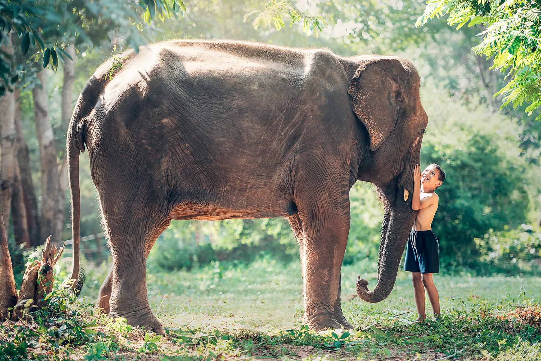 niño acaricia elefante