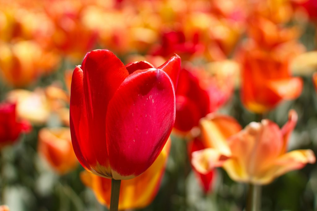 tulipanes